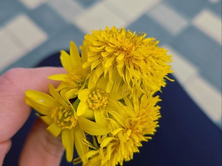 Прогулка не удалась