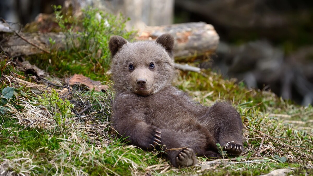    Фото: Volodymyr Burdiak / Shutterstock / Fotodom