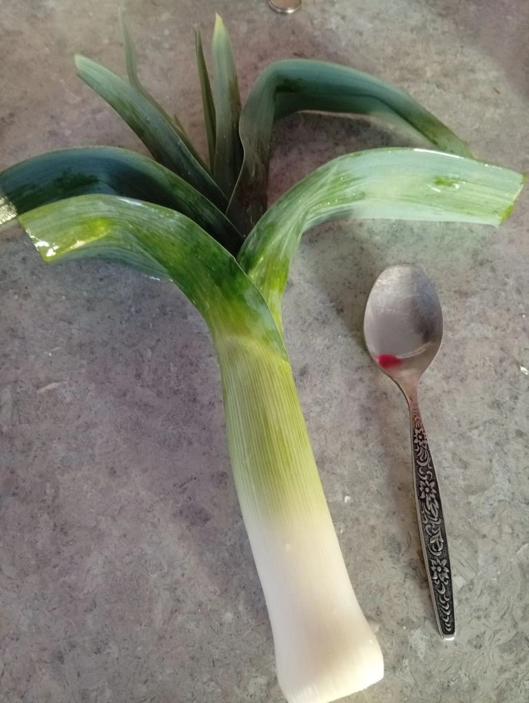 Лук-порей у мамы из под снега, первая зелень