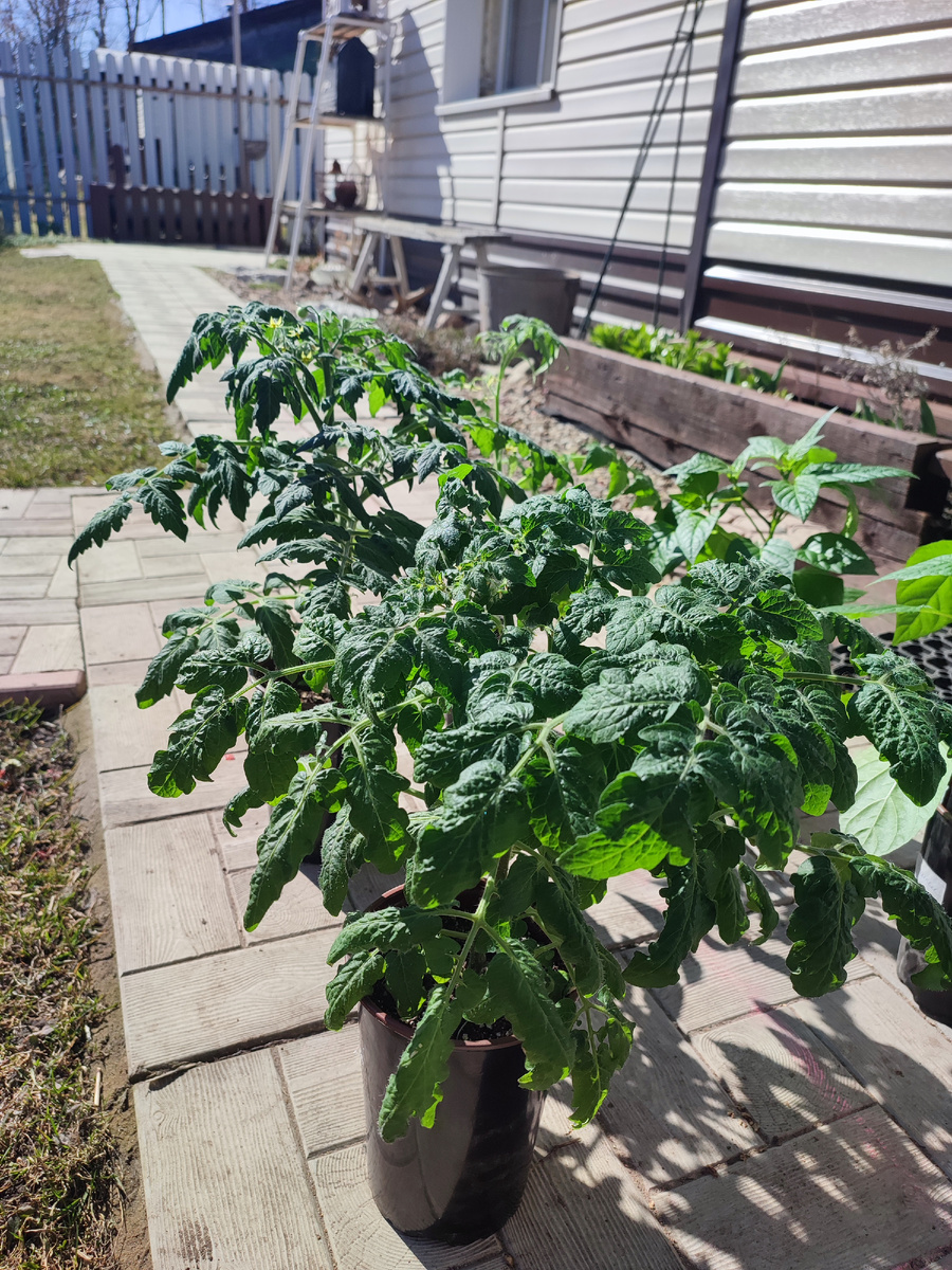 Томаты встречают весну