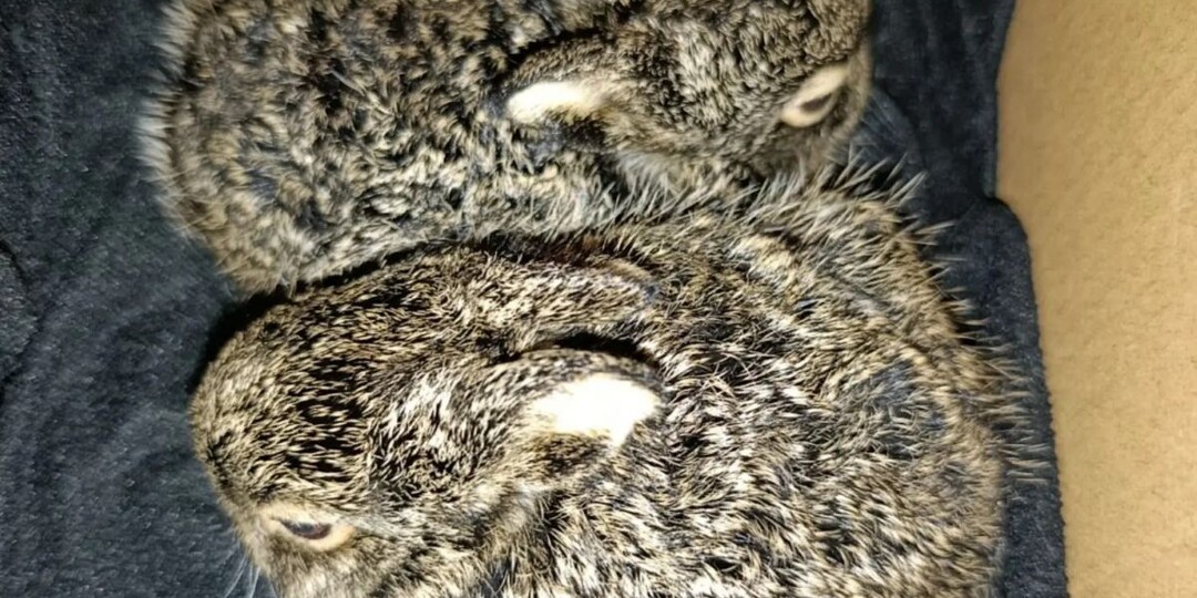 Воронежские волонтеры спасли двух новорожденных зайчат, найденных на железной дороге