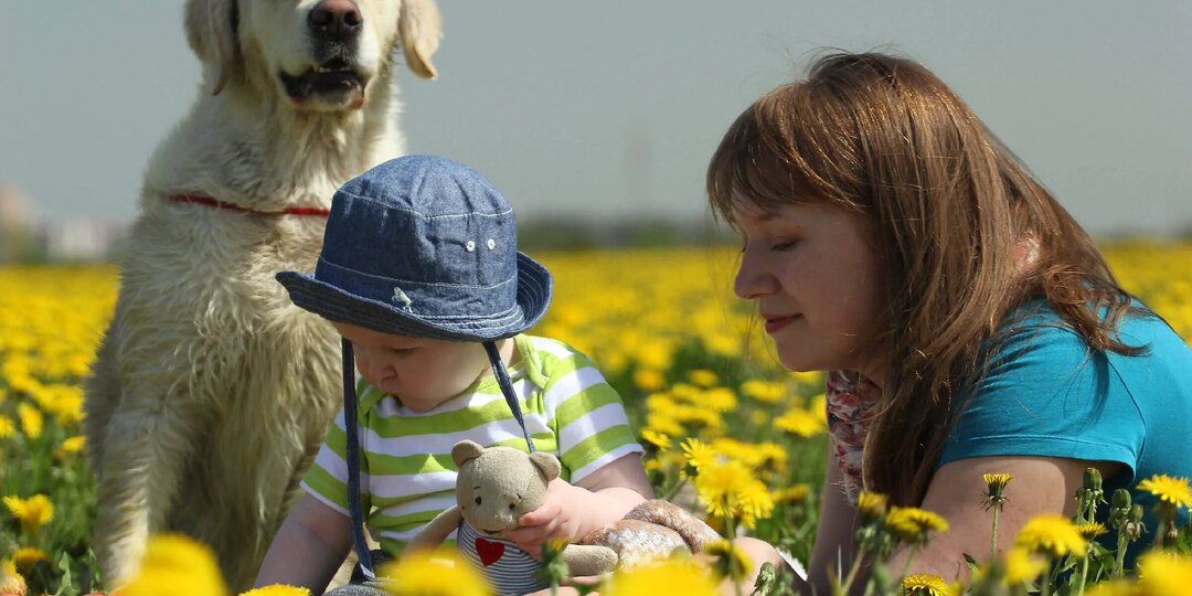Клещи у собаки весной: чем я защищаю своих после случая с ребёнком