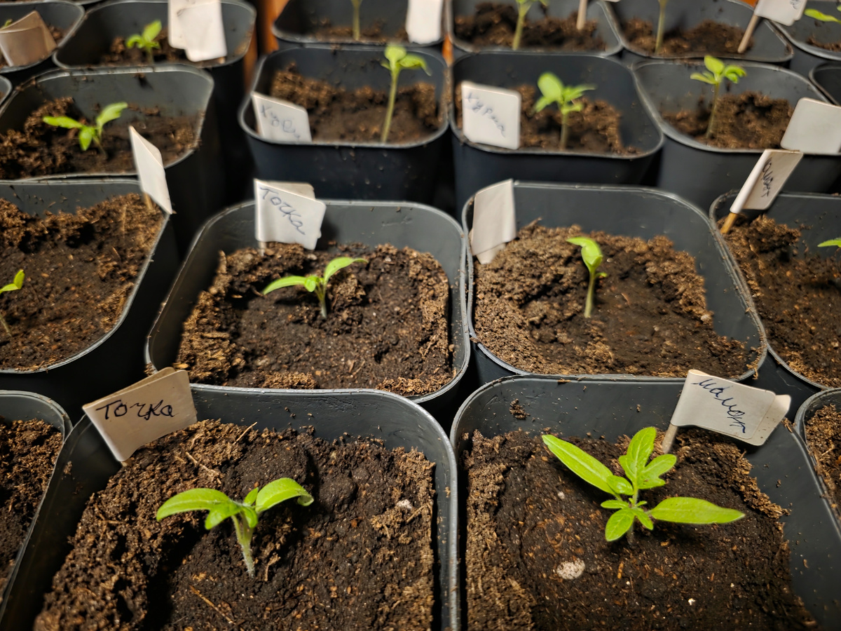 Мои маленькие томатики