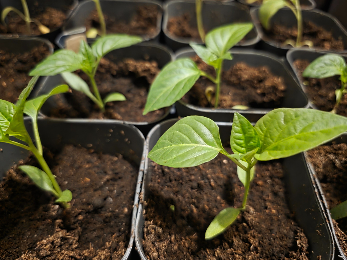 Мои перчики такие маленькие