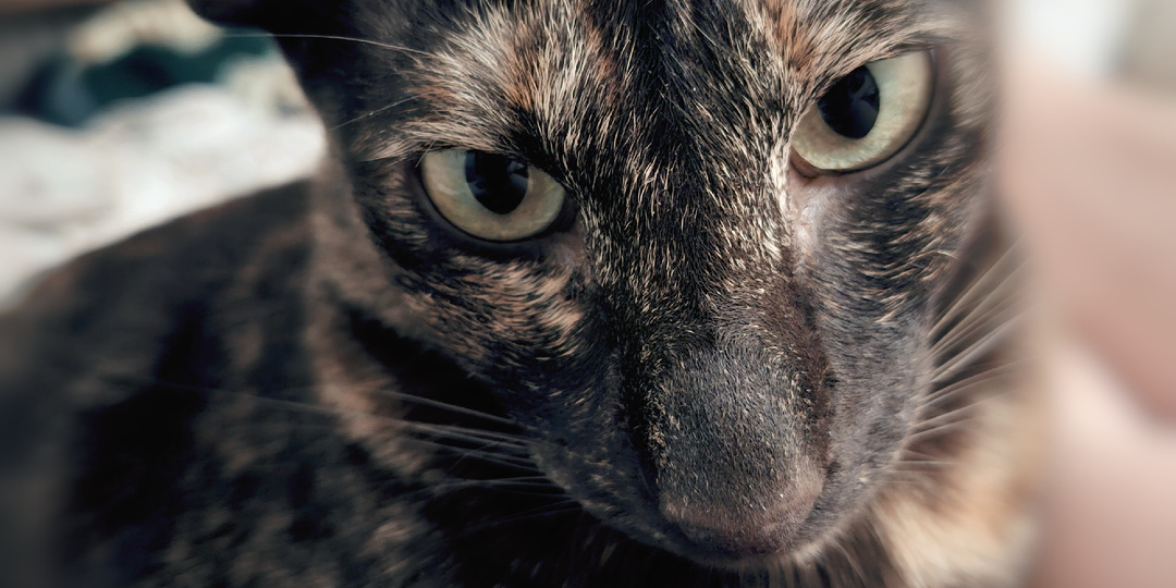 А что такое вялость?