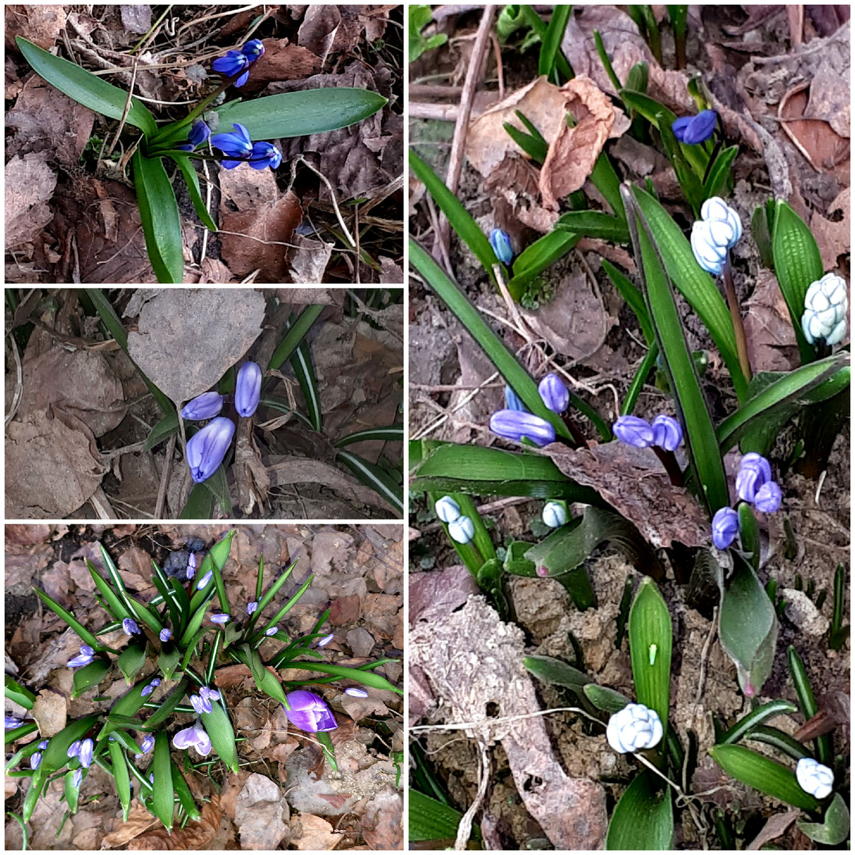 Коллаж автора 28.03.2026г.