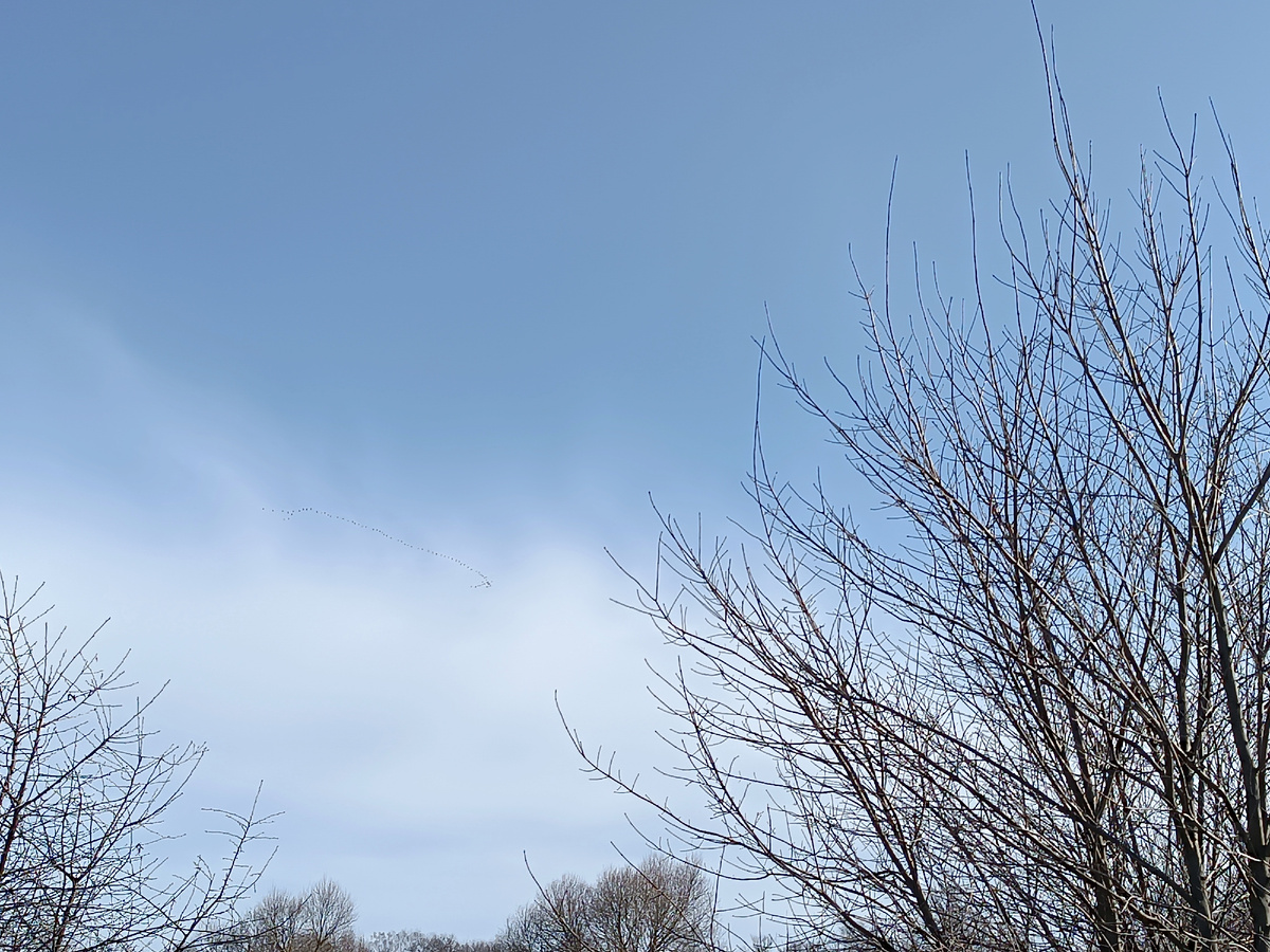 Это фото среды, если увеличить, то можно увидеть гусей в небе 😀