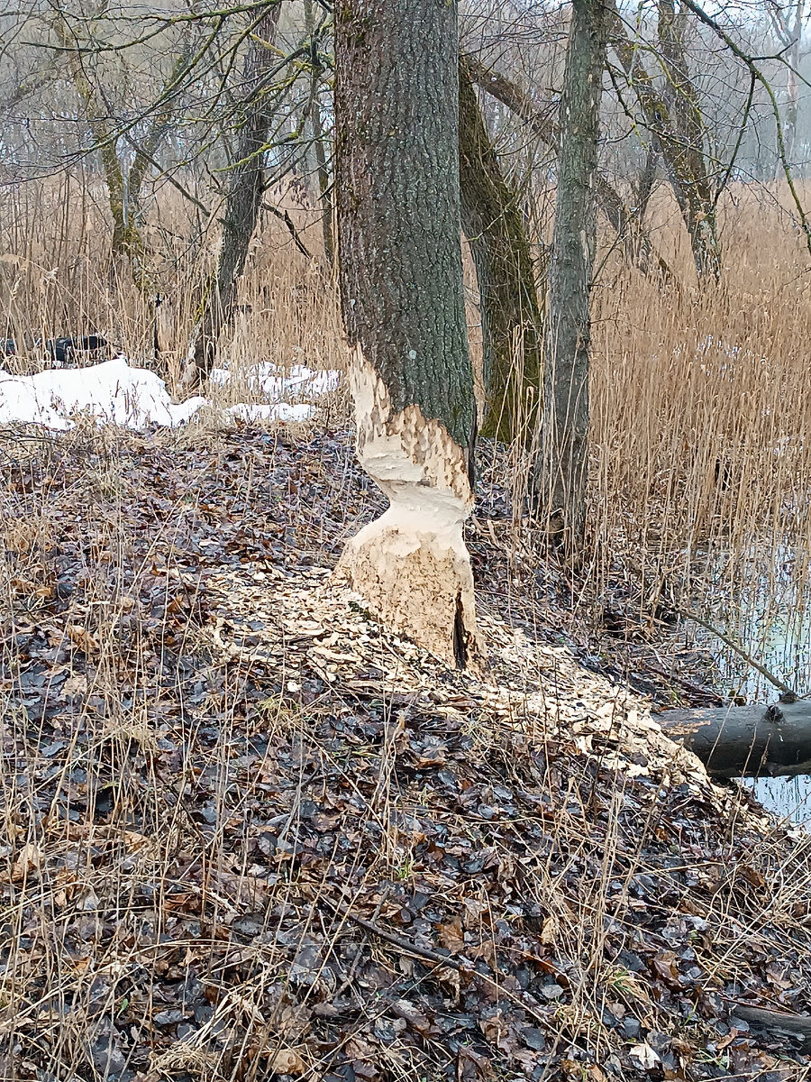 Бобриная работа