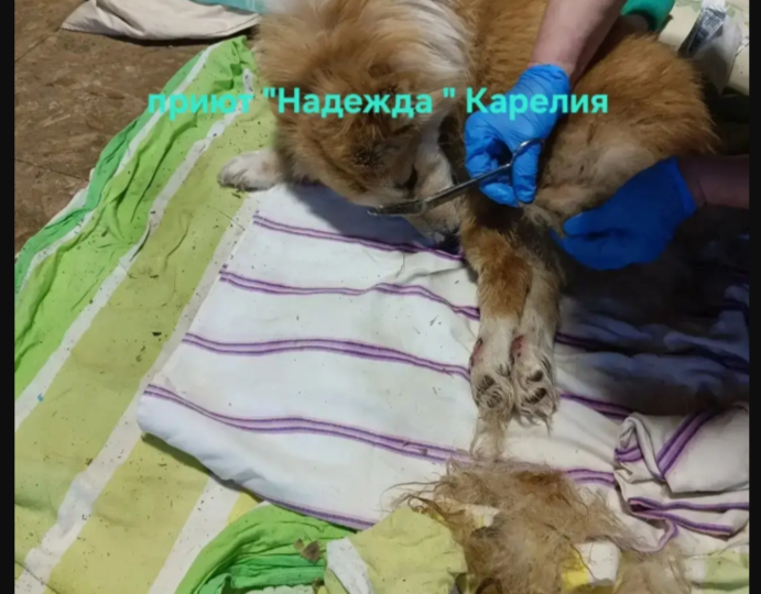 Чапе нужен уход и игрушки