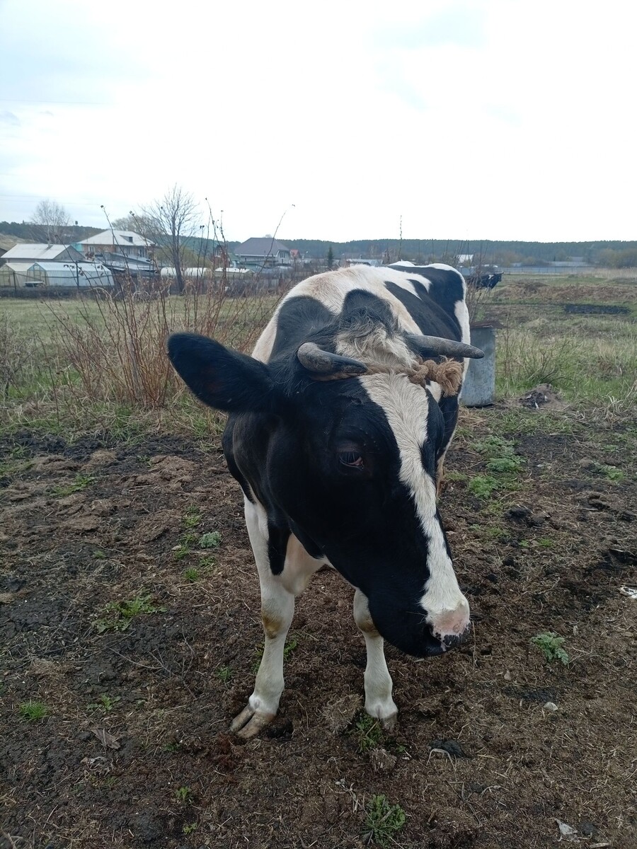 Фото из архива нашего лпх. Ларочка