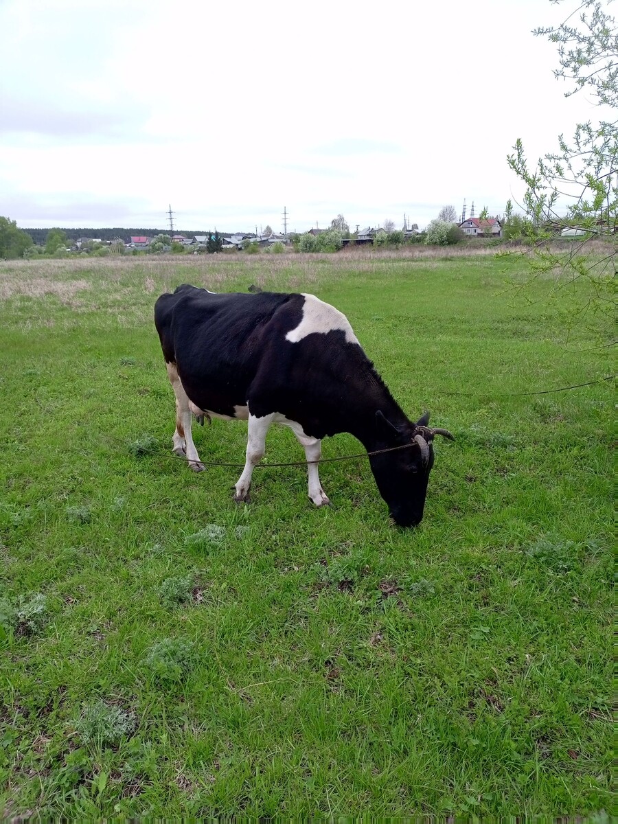 Фото из архива нашего лпх. Ночка.