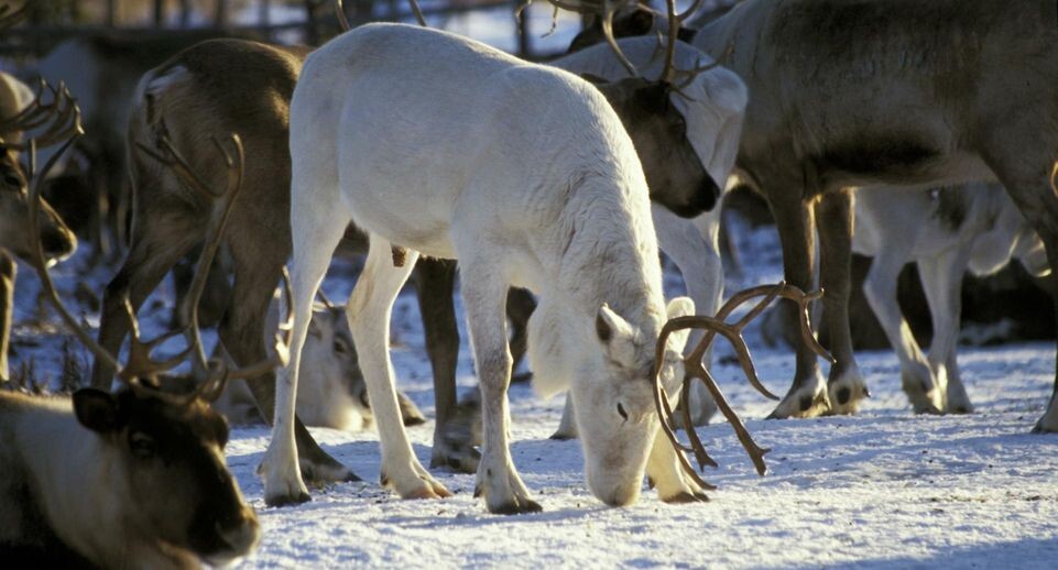    Nikolay Gyngazov / www.globallookpress.com
