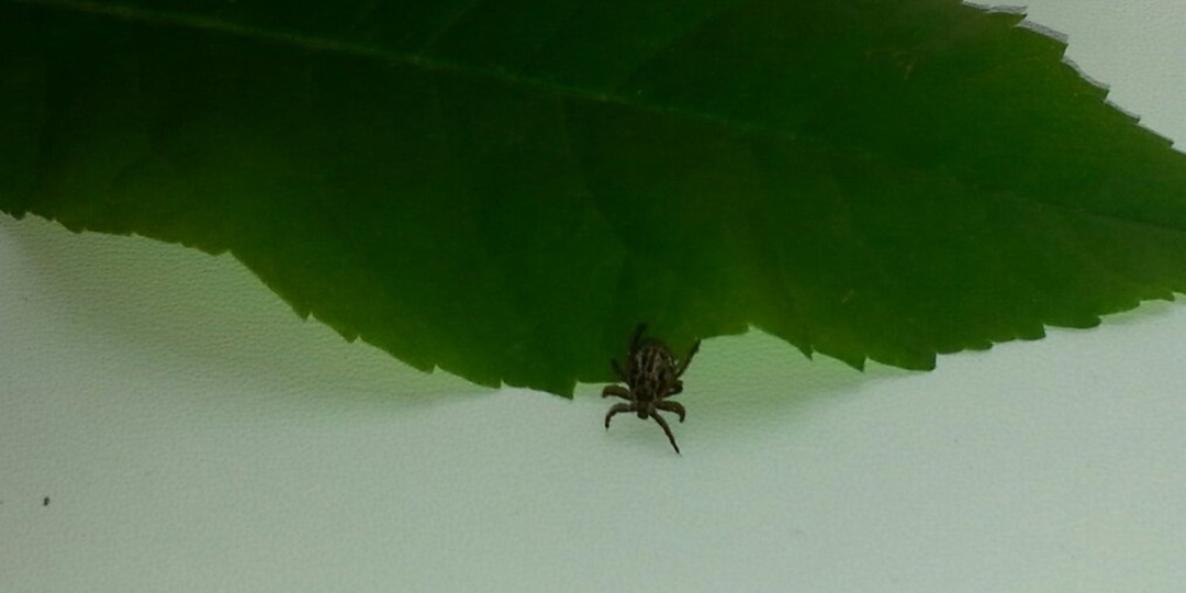 Какие районы Башкирии признаны опасными по клещевому энцефалиту