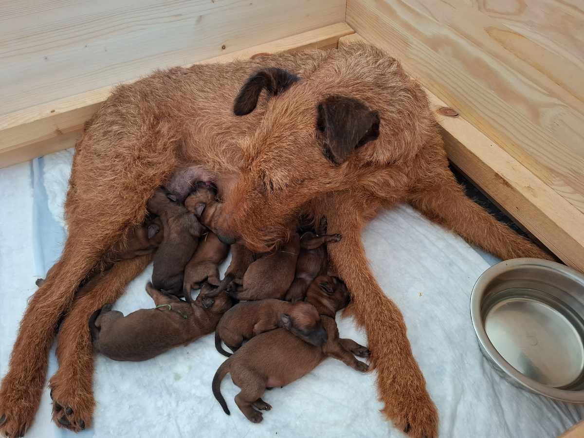 Заботливая мать