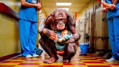 Шимпанзе принес в больницу ребенка. Врачи остолбенели. Но быстро помогли ребенку