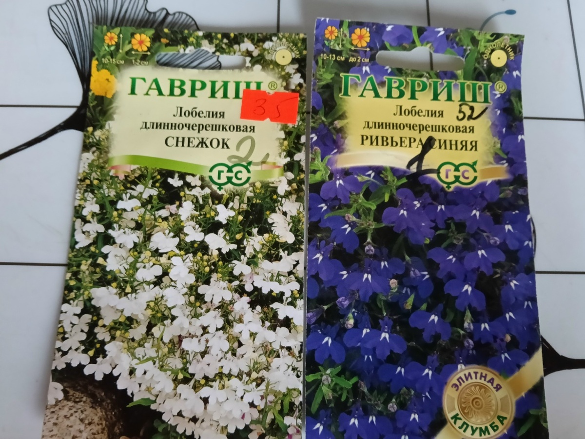Сначала посеяла два сорта лобелии "Снежок" и "Ривьера синяя"