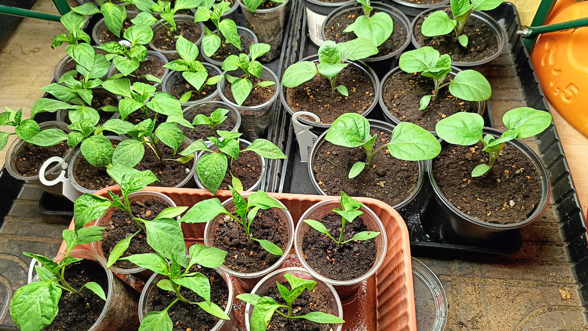 Перцы и баклажаны