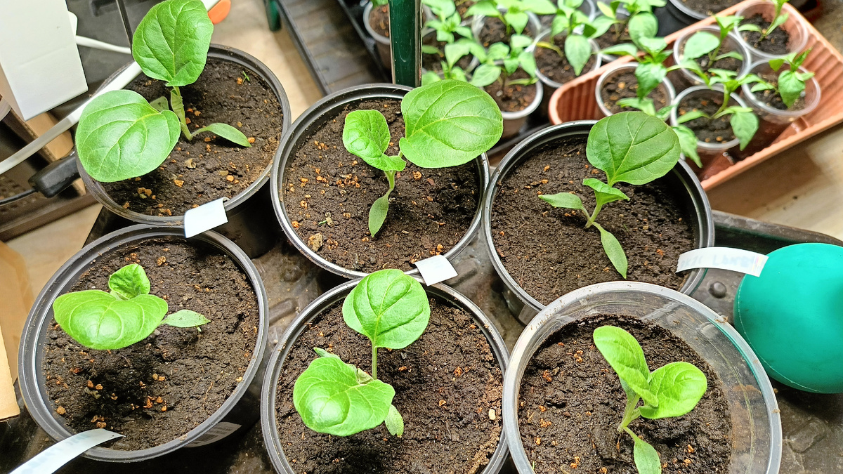 Баклажаны Вкус грибов