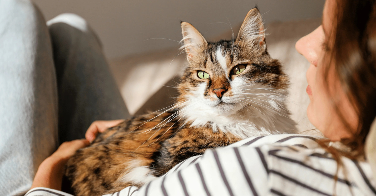 Источник - kitekat.ru