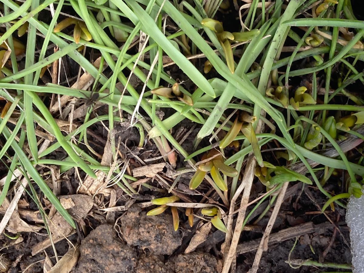 Мускари отрастили листву еще осенью и так зимовали. И паучок с ними.