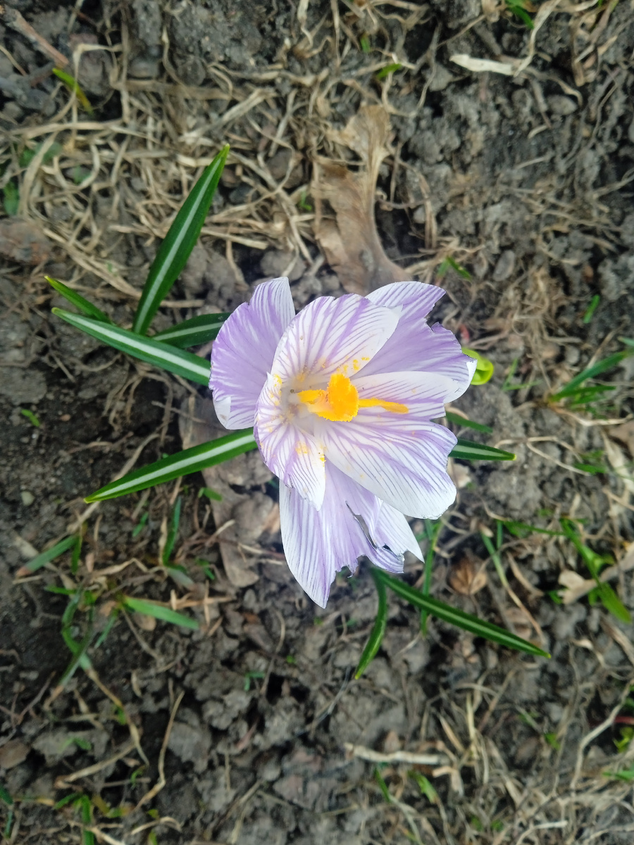 Первые цветы. Фото автора.