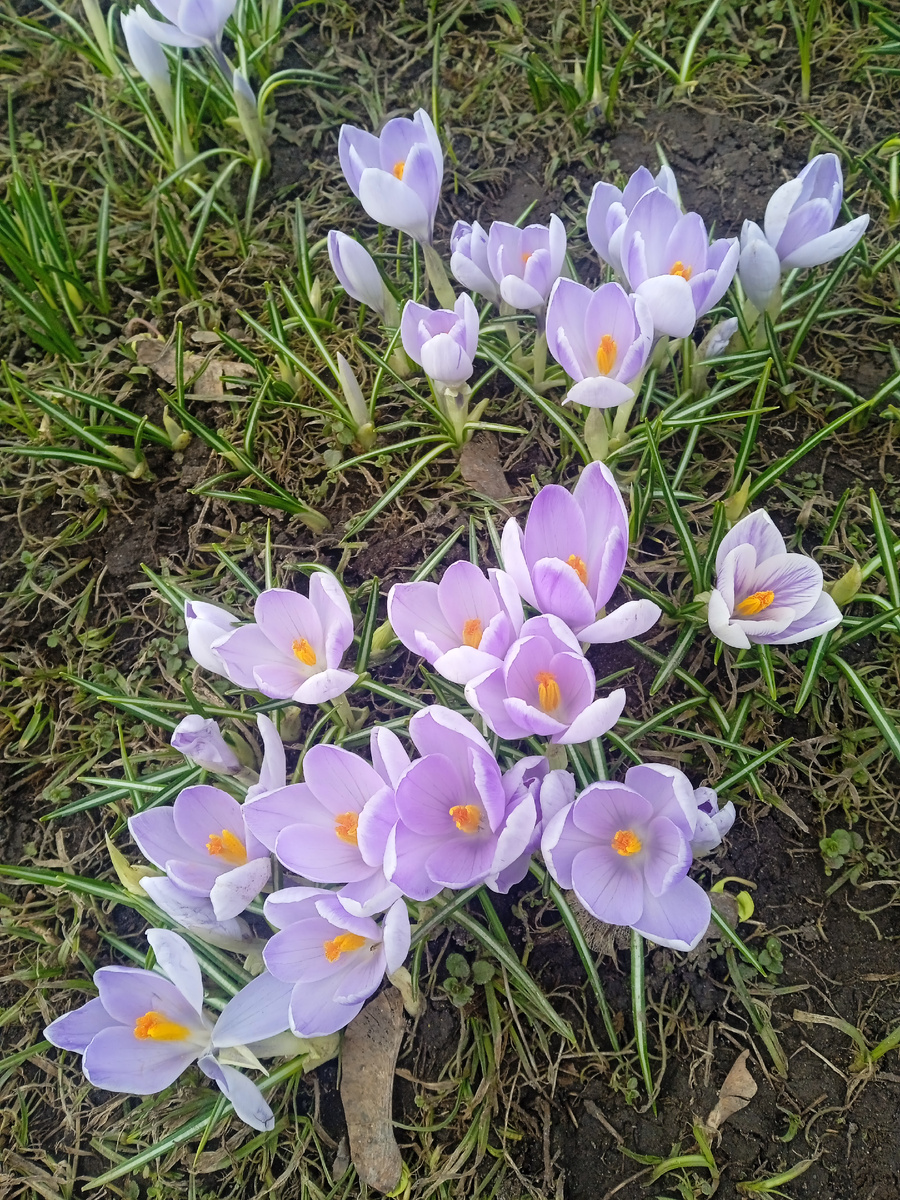 Цветочная семейка. Фото автора.