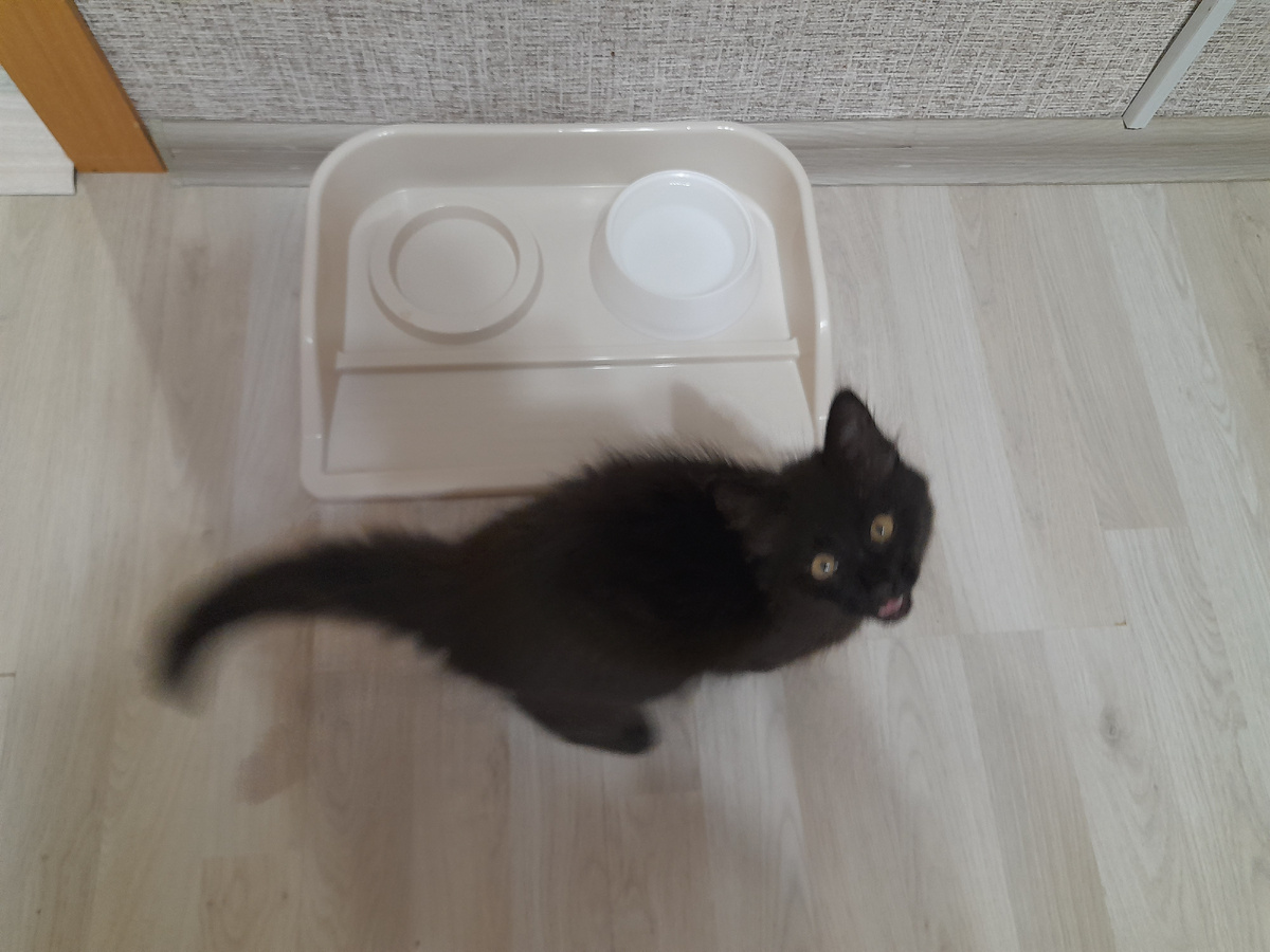 Первый приём пищи в новом доме. Творог был съеден мгновенно.