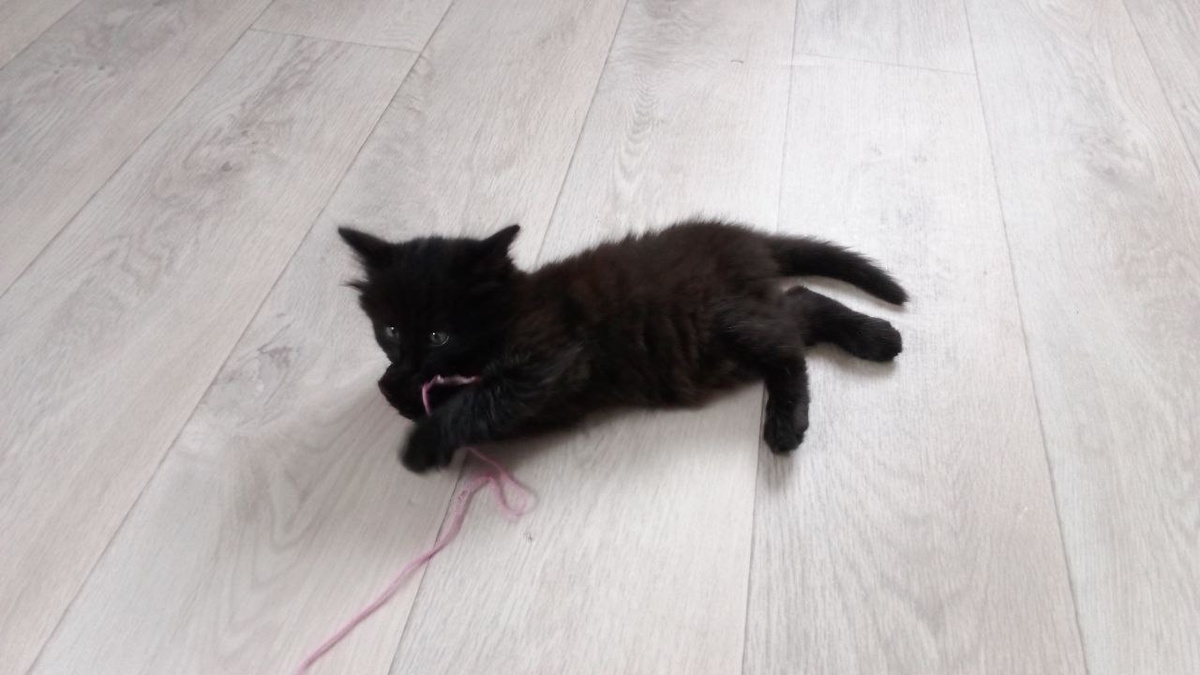 Бантик на ниточке стал хитом с первого дня.