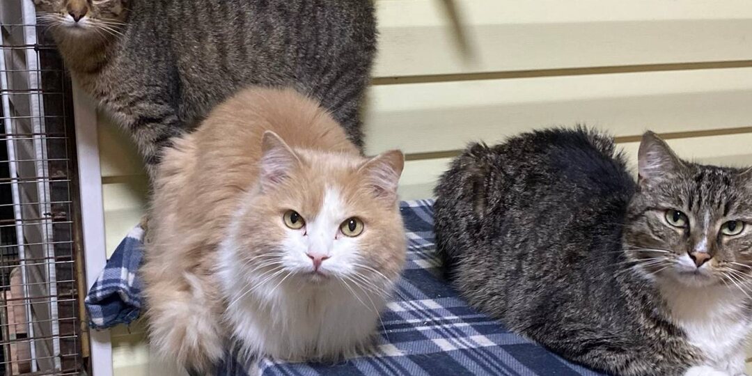 Добрый вечерок