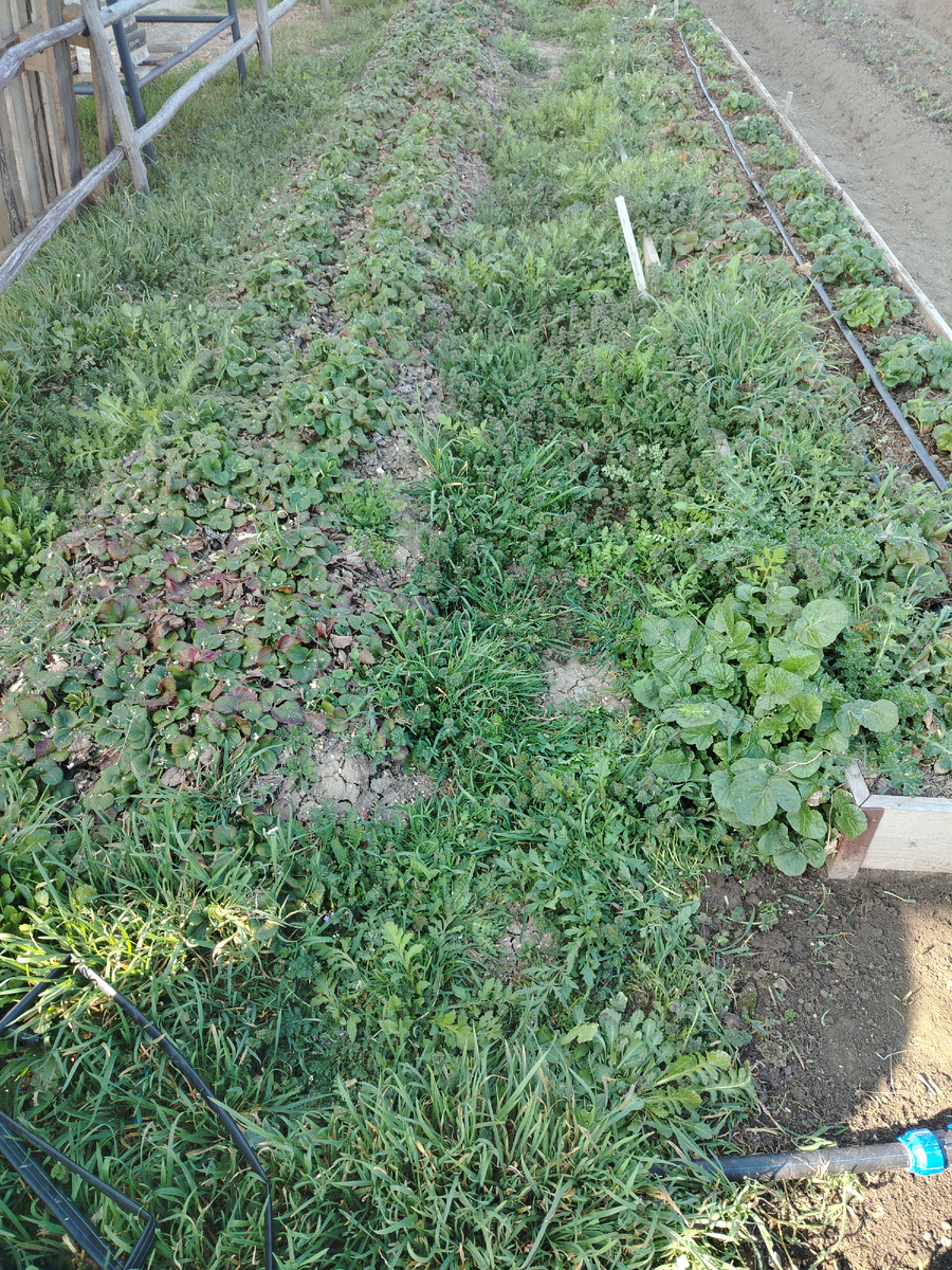Клубнику почти не видно.