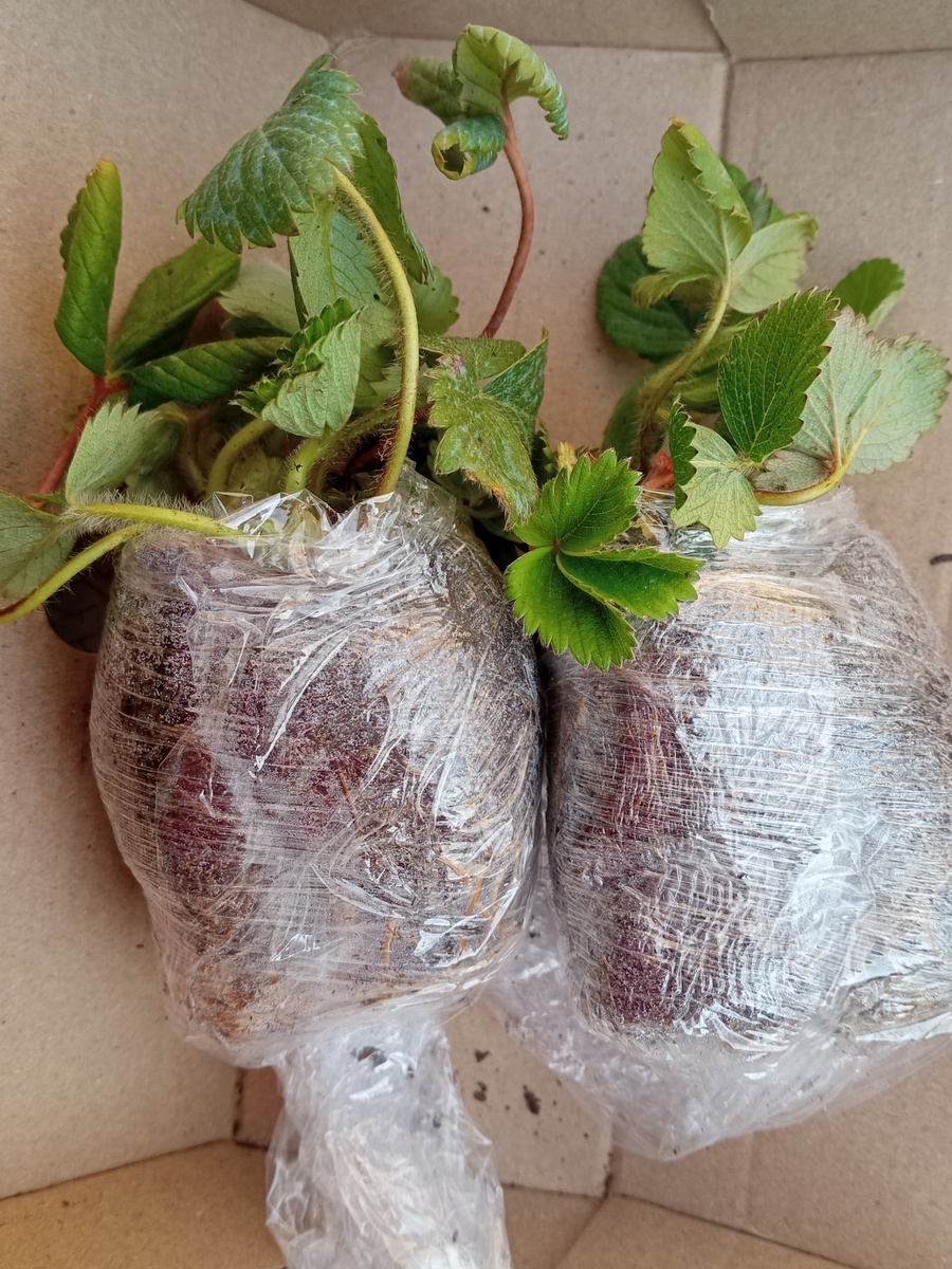 Завернуты по три штучки