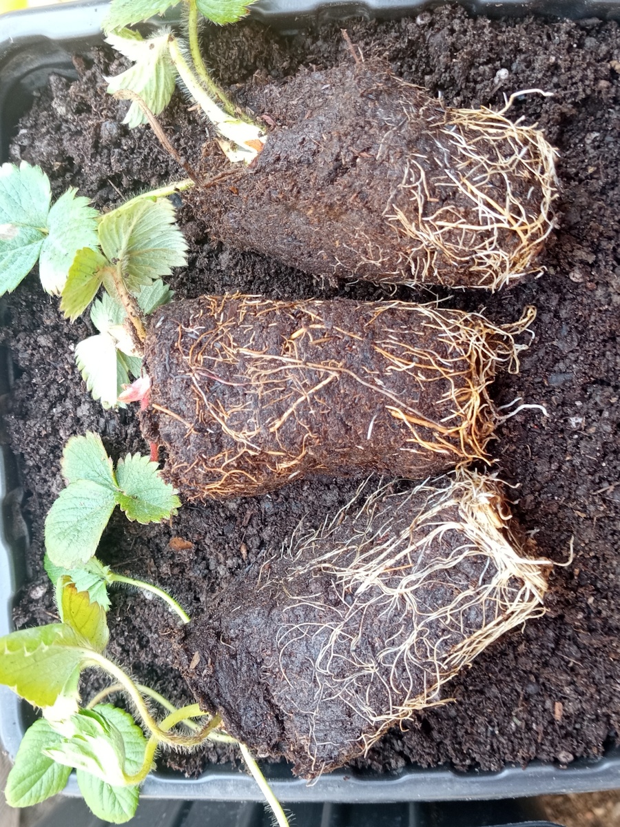 Корни не длинные, в отличном состоянии! 