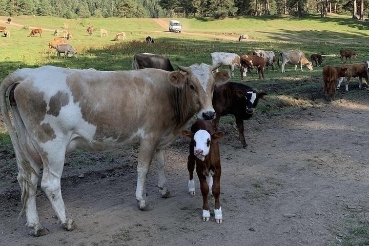 На Ставрополье животноводы рассчитывают получить в этом сезоне более 3,3 тысячи телят