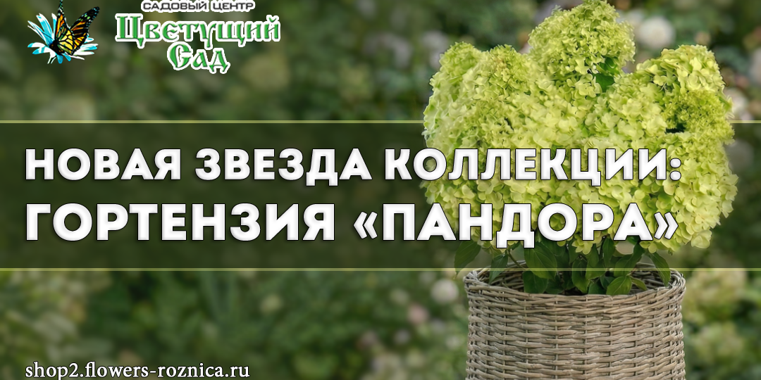 Новая звезда коллекции: гортензия "Пандора"