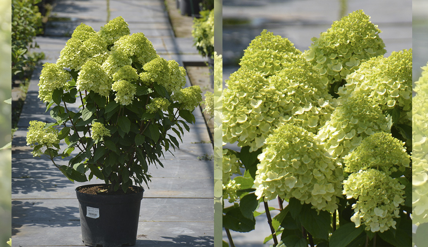 Гортензия «Пандора». Источник фото: https://yoly-paly.ru/catalog/metelchataya/gortenziya_metelchataya_pandora_hydrangea_paniculata_pandora/