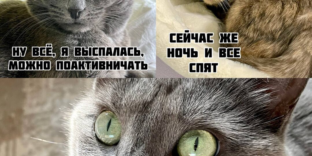 11 забавных мемов для кошатников и не только