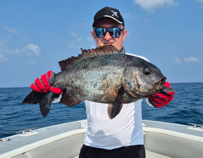 Черный маколор (Macolor niger) или Black and white snapper