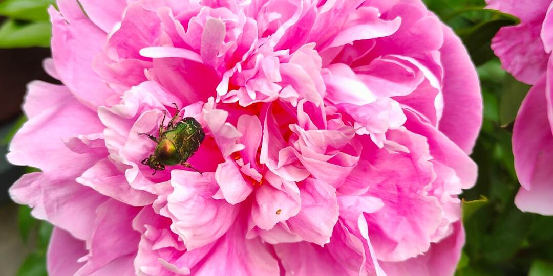 Живой изумруд.