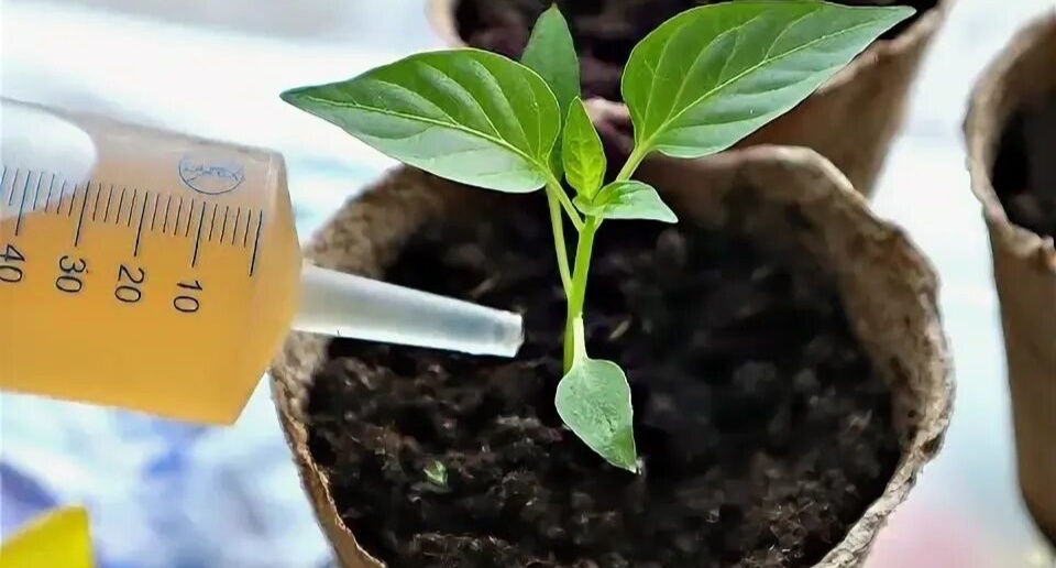 Подкормка рассадв