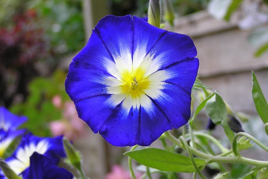    Фото © Wikipedia / MrSpode