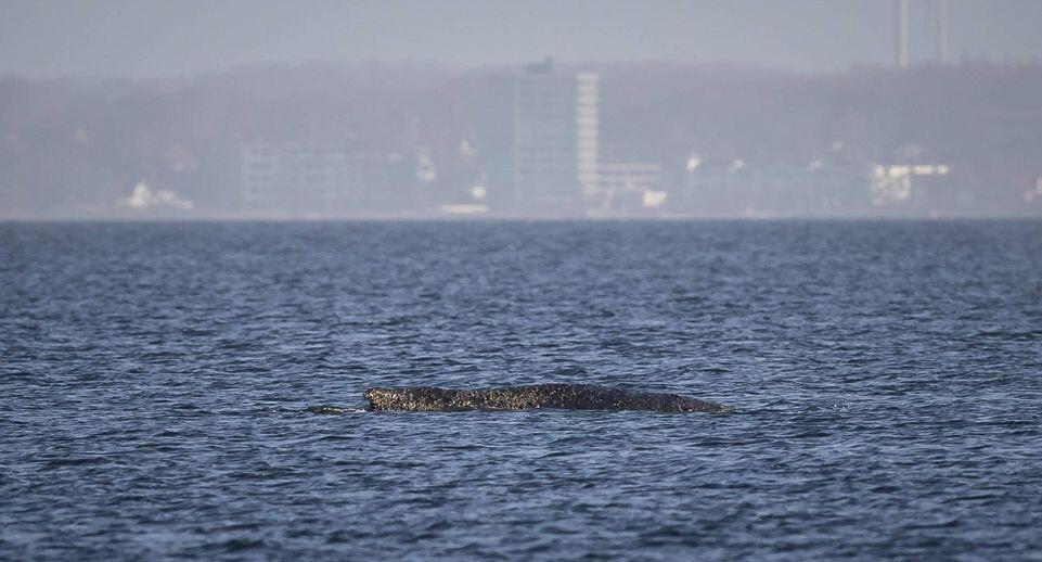    IMAGO/54Ã‚Â� /Felix Koenig/Global Look Press / www.globallookpress.com