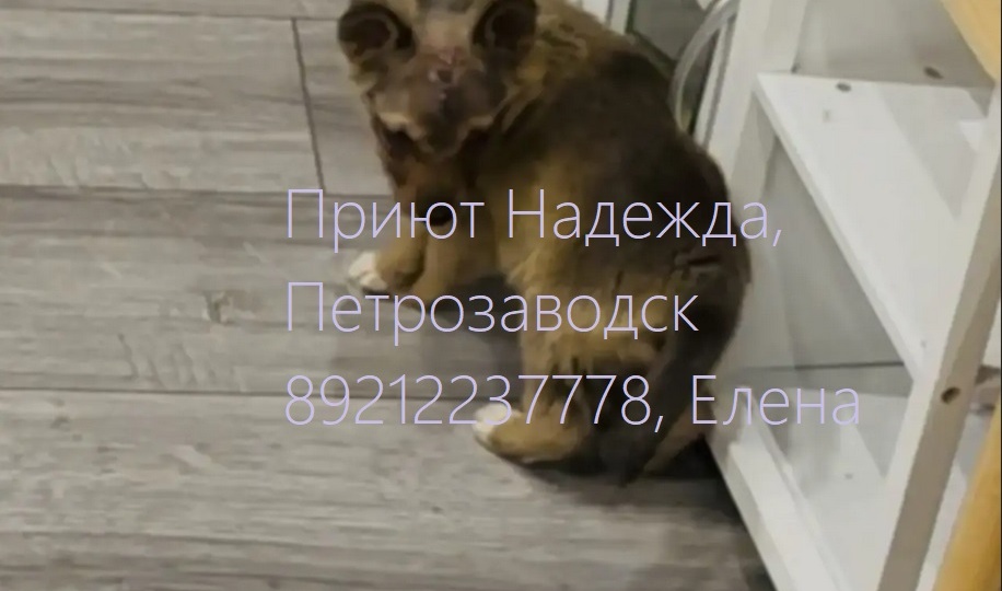 ПОМОГИТЕ ЁЖИКУ ВЫЗДОРОВЕТЬ🙏🙏🙏