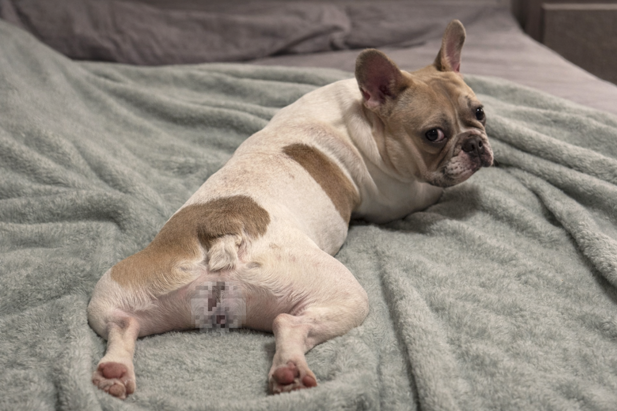 Почему французские бульдоги часто пукают