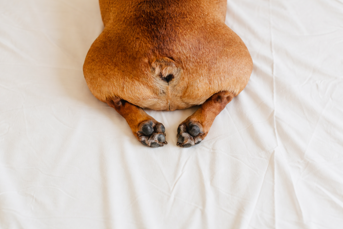 Метеоризм у бульдога 