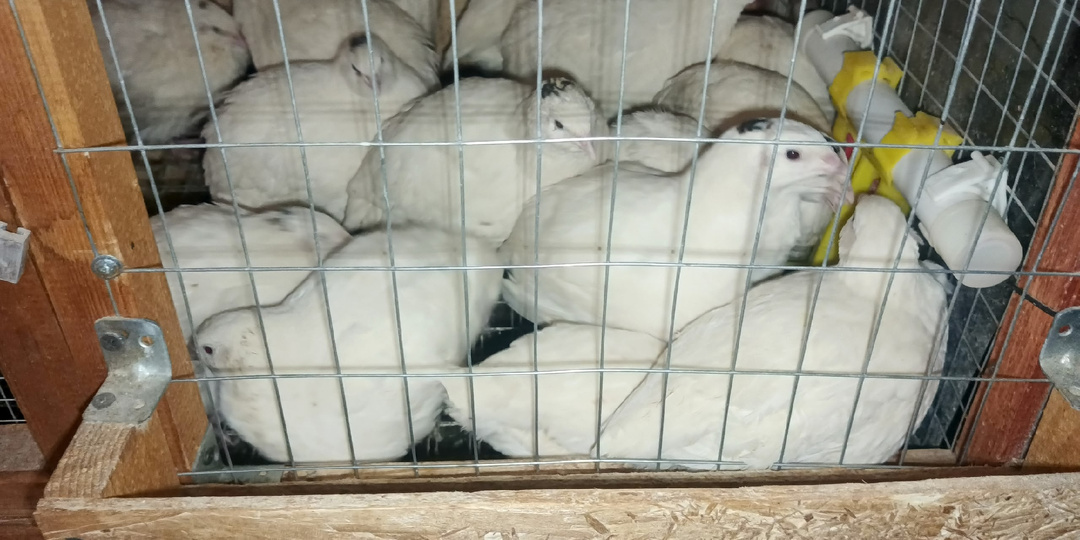 КЛЕТКУ ДЛЯ ПЕРЕПЕЛОВ ПРИШЛОСЬ ДОРАБОТАТЬ.