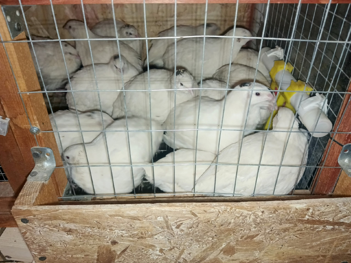 Из линого архива