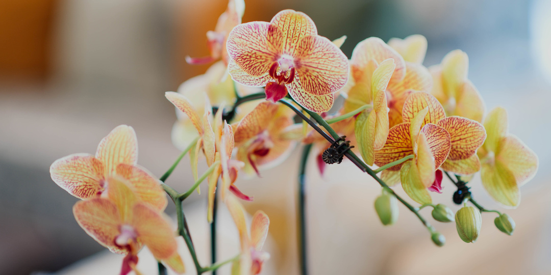 🌱Размножить орхидею и получить 7 новых растений вместо одного! Мой проверенный метод, который работает даже у новичков