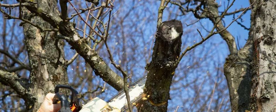 Обрезка старой яблони. Фото из открытых источников