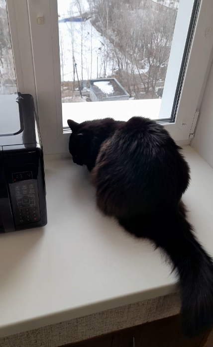 Выслеживает, прицеливается, готовится к прыжку. Муха в зоне поражения.