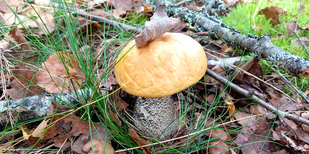Лес зовет: скоро грибной сезон
